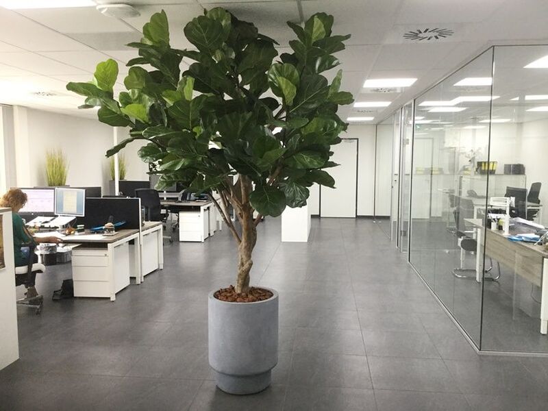 Pflanzen ab 250 cm - Botanic-Haus GmbH