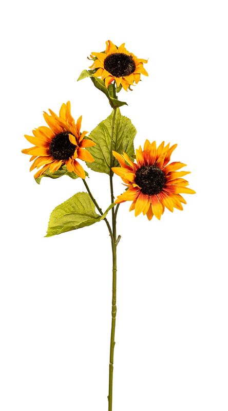 Sonnenblumen - Botanic-Haus GmbH