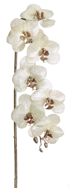 Orchideen - Botanic-Haus GmbH